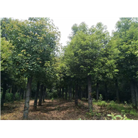 天下香樟在湖南，湖南香樟在益阳，益阳香樟质优价廉 