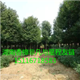 湖南香樟非凡园林**威望产品价** 