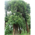 湖南益阳香樟-香樟树数量国家**-排名**前列 