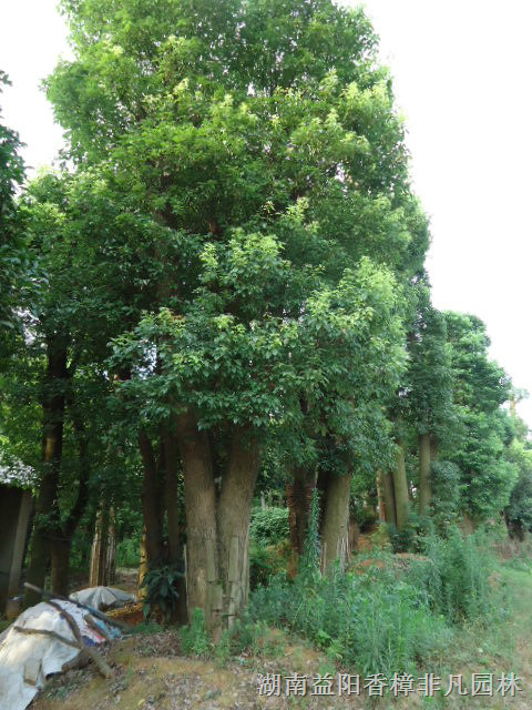 益阳香樟_香樟树_多头香樟_年产26000株 
