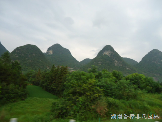 三夏炎暑湖南香樟非凡园林教您香樟保养方法 