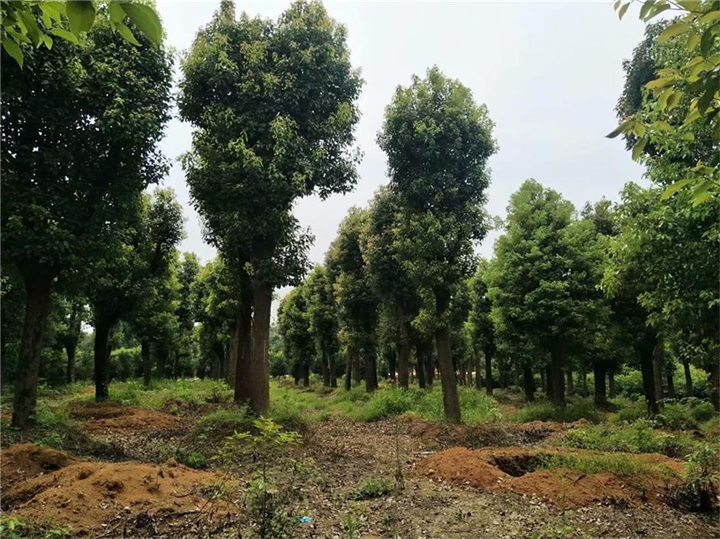 控根器苗香樟树=控根苗香樟树全国批发供应 