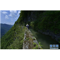 湖南**OK香樟树树形湖南**OK香樟树规模 