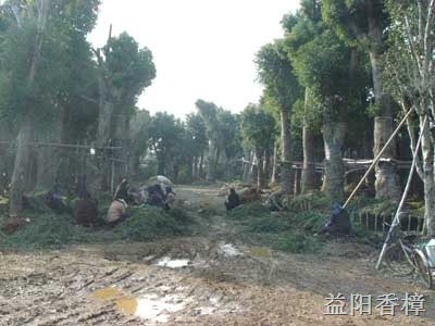 益阳香樟贵州三阁成都万科广西新林合同签单 