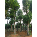8X3cm以上香樟树价格调整 