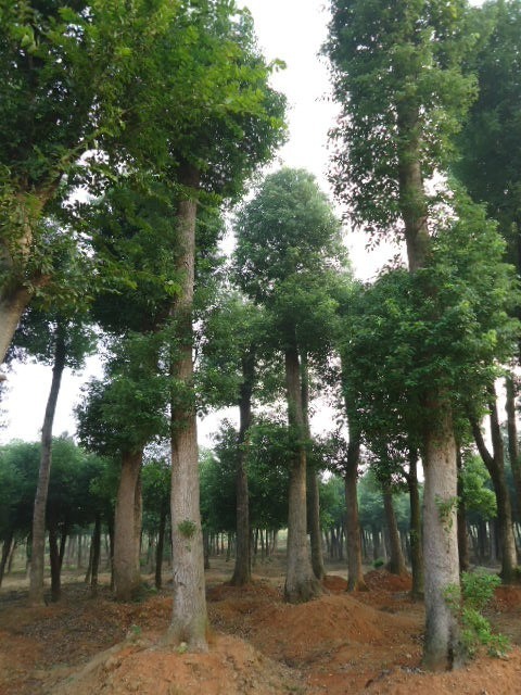 香樟，香樟树，湖南香樟，湖南香樟树，益阳香樟，益阳香樟树 