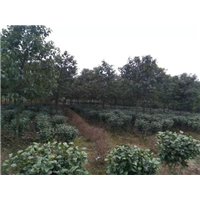 海量供应佳植各种优质ABC苗木香樟树 