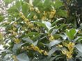 桂花—湖南桂花|供应湖南桂花01