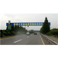 丛生单杆香樟树大型基地欢迎您 