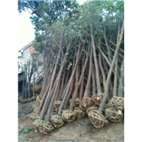 袋苗香樟树，容器苗香樟树，砖围苗香樟树， 