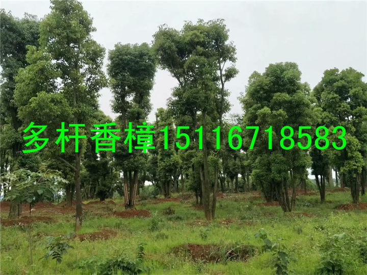 大香樟~小香樟~年年天天香樟批发 