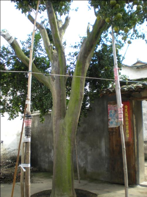 香泡—供应北京香泡|供应湖南香泡10