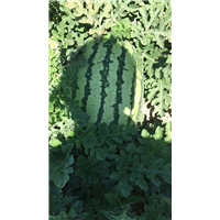 新疆西瓜 花皮西瓜多少钱一斤 