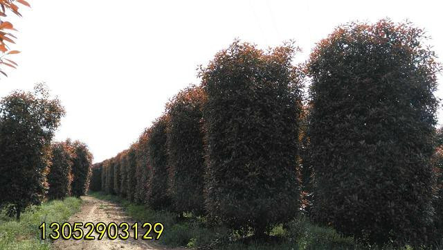 红叶石楠柱 