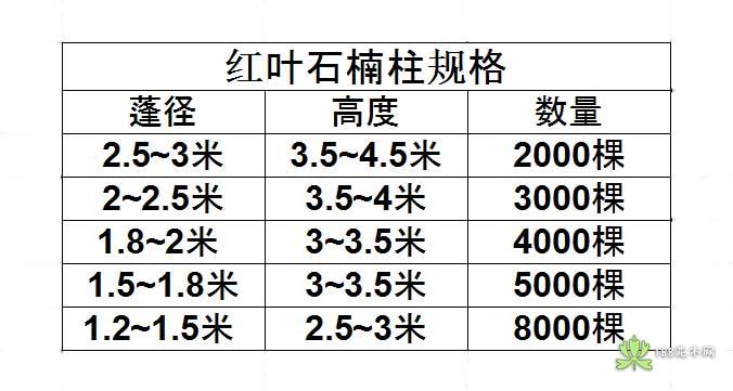 红叶石楠柱** 