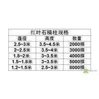 红叶石楠柱** 