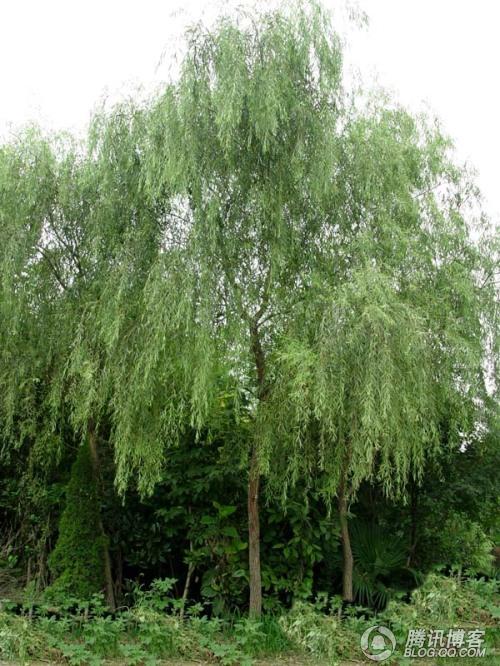 柳树-湖南植物原药材批发1