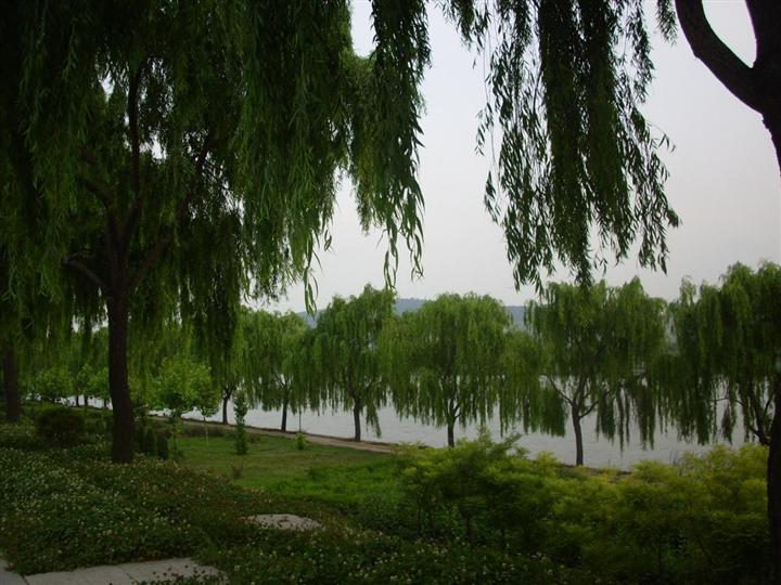 柳树-湖南植物原药材批发4