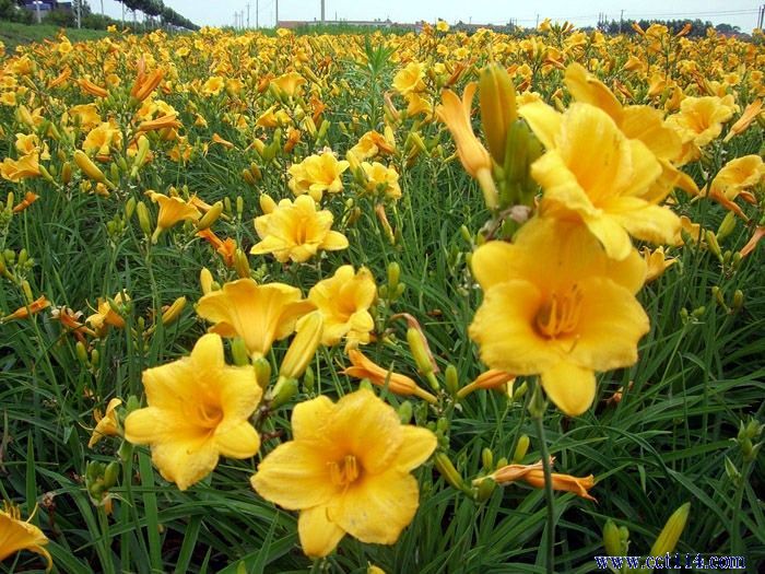 湖南花木批发/湖南花木大量供应3