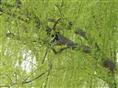 柳树-湖南植物原药材批发2