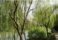 柳树-湖南植物原药材批发3