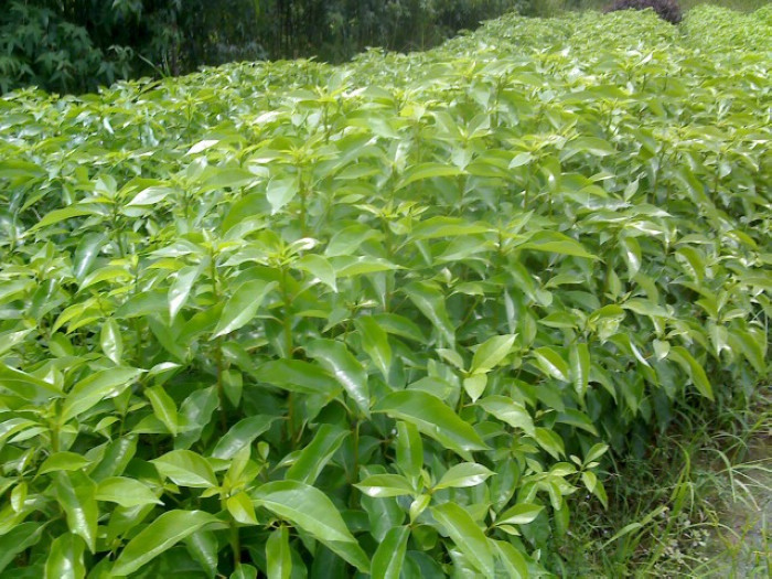 湖南植物原药材批发