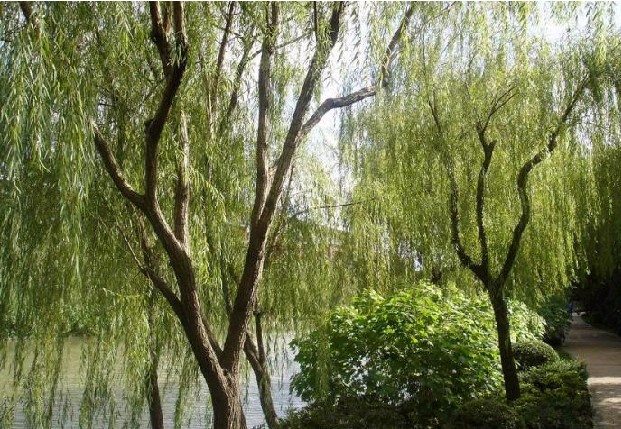 柳树-湖南植物原药材批发3