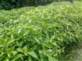 湖南植物原药材批发