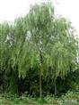 柳树-湖南植物原药材批发1
