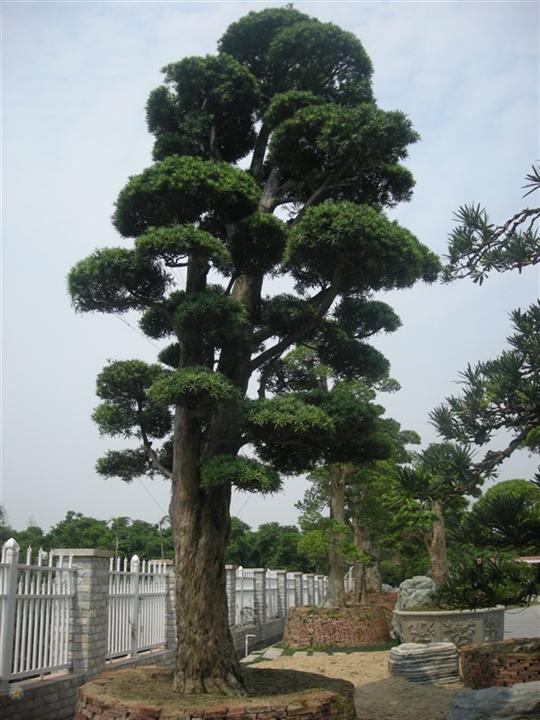 罗汉松-湖南花木大量供应9