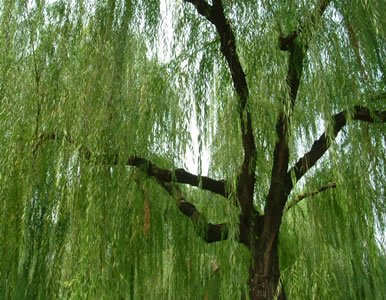柳树-湖南植物原药材批发