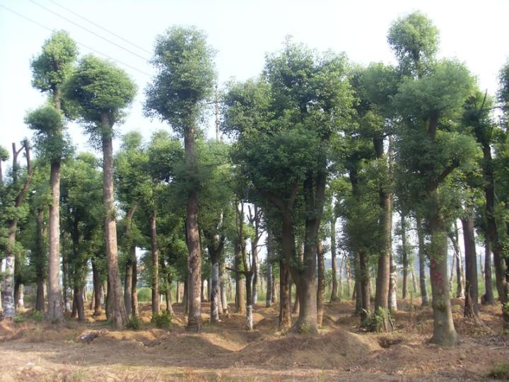 罗汉松-湖南花木大量供应6