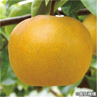 友和梨１号 （はつまる） 