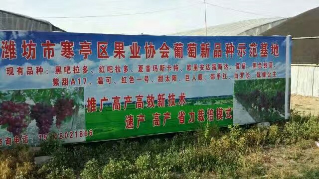潍坊市寒亭区果业协会葡萄新品种 