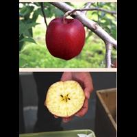 リッチな蜜入り高級感あふれる品種 