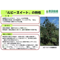红宝石甜苹果品种介绍 