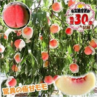 友和桃７号 （桃水こまち 富士野生桃） 