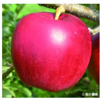 友和果５号 （紅みのり） 