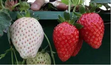 草莓 