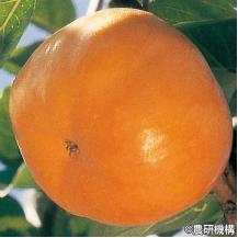 甜柿 