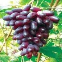 紫甜葡萄 