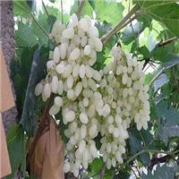 白罗莎葡萄 