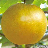 友和梨３号 （なるみ：省力化の可能な中生の**品種です） 