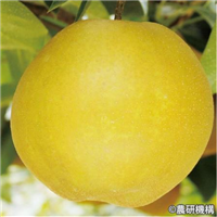 友和梨４号 （甘太かんた） 