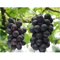 黑彼特（Black Beet） 