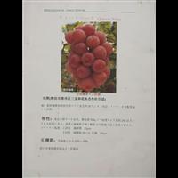 潍坊市寒亭区三友和花木合作社引进推广 