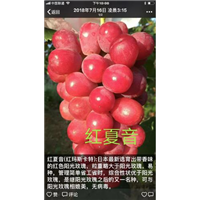红夏音(红阳光)： 