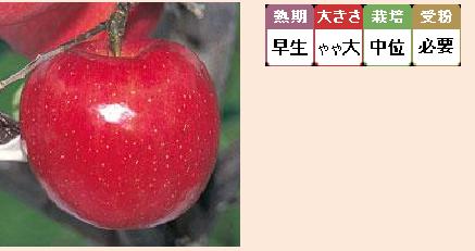 ひろさき早生ふじ ＨＩＲＯＳＡＫＩ ＷＡＳＥ ＦＵＪＩ 