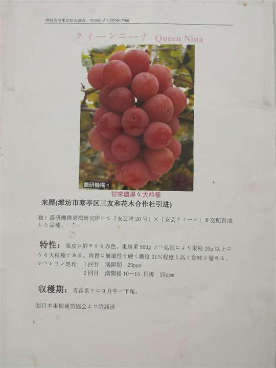 潍坊市寒亭区三友和花木合作社引进推广 