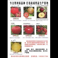 打造高端果品生产基地 